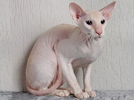 Peterbald (Sphynx din St. Petersburg)