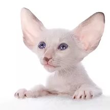 Peterbald (Sphynx din St. Petersburg)