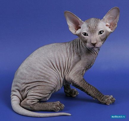 Peterbald (Sphynx din St. Petersburg)