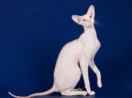 Peterbald (Sphynx din St. Petersburg)