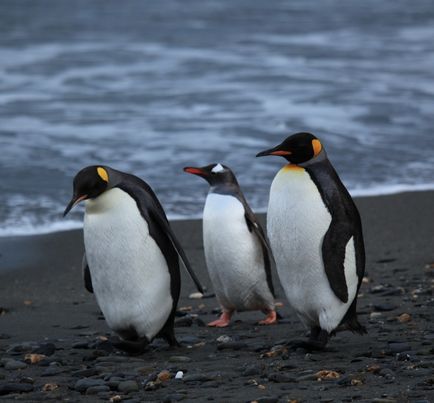 Penguins fapte interesante, călătorii interesante