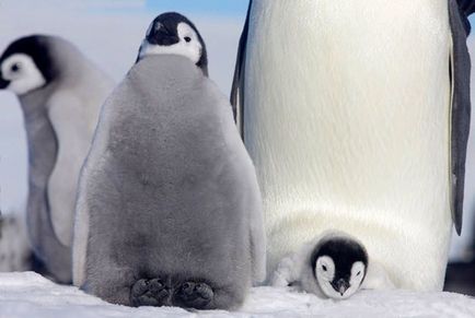 Pingvinek és pingvinyata (Penguin, pingvin Rockhopper sziklamászó) Pingvinek és pingvinyata