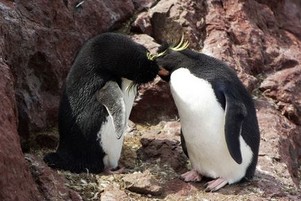 Pingvinek és pingvinyata (Penguin, pingvin Rockhopper sziklamászó) Pingvinek és pingvinyata