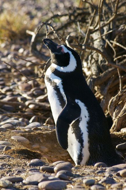 Pinguinii și pinguinii