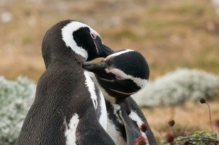 Pinguinii și pinguinii