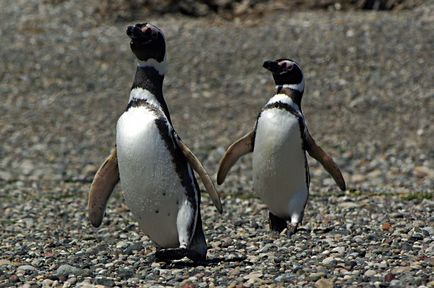 Pinguinii și pinguinii