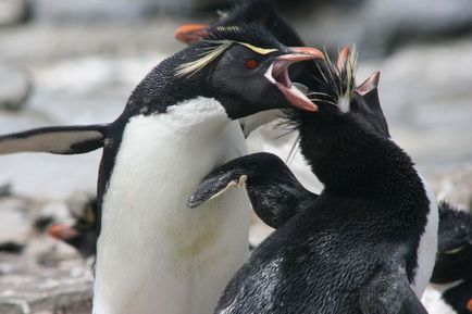 Pingvinek és pingvinyata (Penguin, pingvin sziklamászó) Pingvinek és pingvinyata