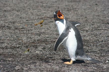 Pinguinii și pinguinii