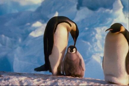 Пінгвіни і пінгвінята