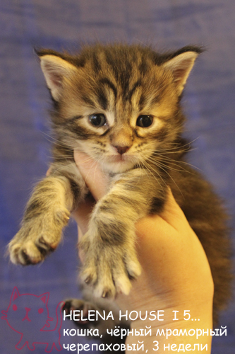 Maine Coon Cooni