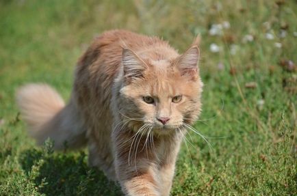 Maine Coon Cooni