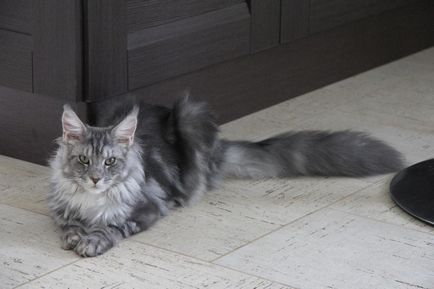 Maine Coon Cooni