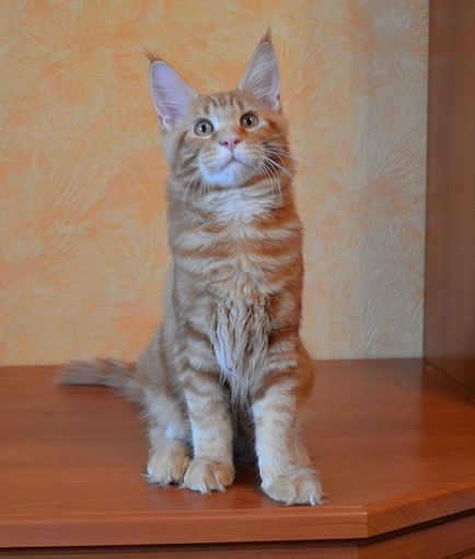 Maine Coon Cooni