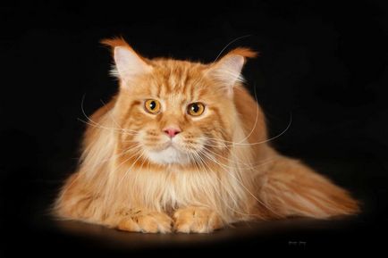 Maine Coon Cooni