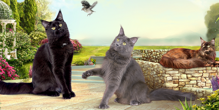 Faiskola Maine Coon (óvoda) Maine Coon tenyészet