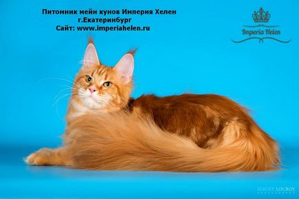 Maine Coon Cooni