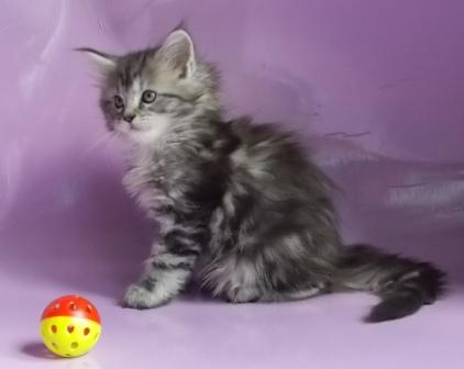 Maine Coon tenyészet