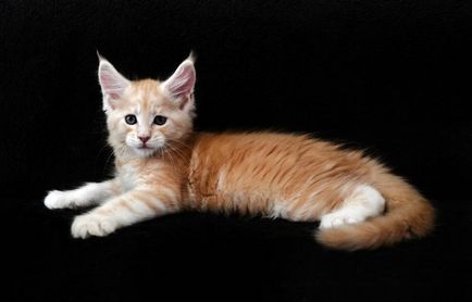 Maine Coon Cooni