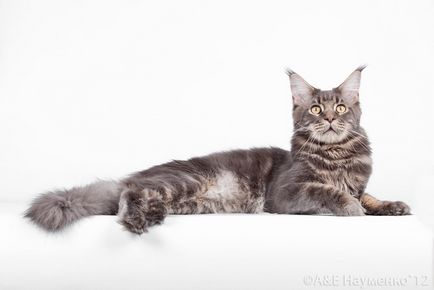 Maine Coon Cooni