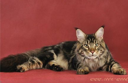 Maine Coon Cooni