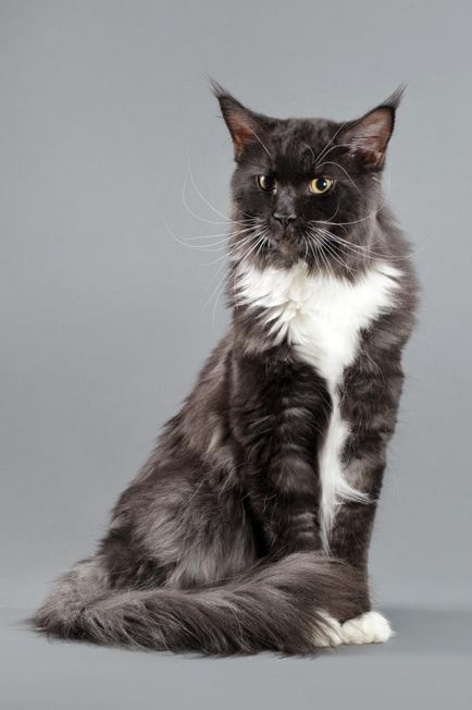 Maine Coon Cooni