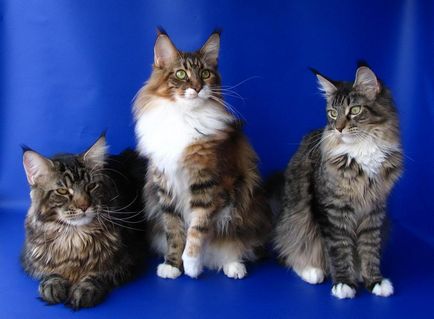 Maine Coon tenyészet