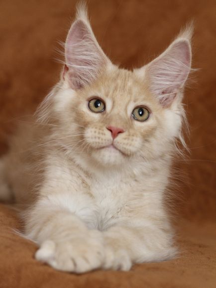 Maine Coon Cooni