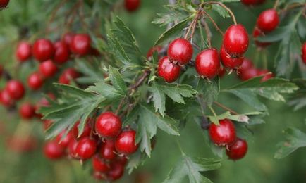 Hawthorn előnyei és hátrányai, gyógyászati ​​tulajdonságai