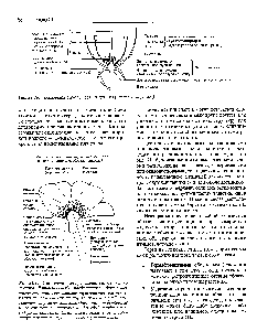 Lista de fructe - ghidul chimistului 21