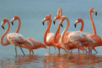 De ce flamingo-urile stau pe un picior