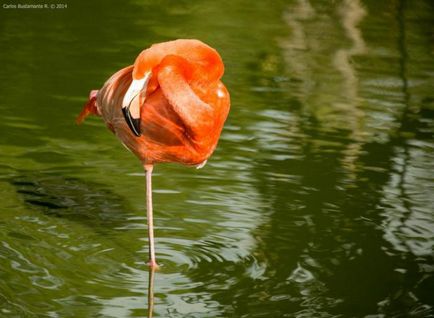 De ce flamingo-urile stau pe un picior