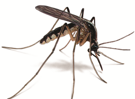 Miért szúnyogok harapás néhány gyakrabban, mint mások