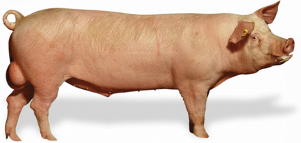 De ce mistrețul nu sare pe porc motivele principale, prevenirea