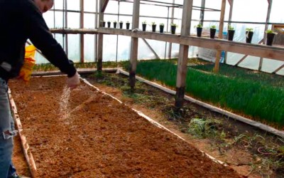 Pregătirea paturilor înainte de plantarea cepei, ceapa verde