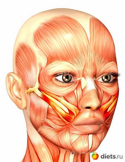 Ridicați activarea pomeții de zigomatic a metodelor de cultură facială ale mușchilor zygomatic de întinerire naturală a grupului