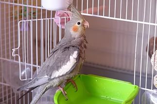 Alkoholista itatók papagáj fajok papagájok (Parrot) Alkoholista itatók papagáj fajok papagájok