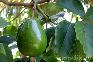 Proprietăți utile ale avocado