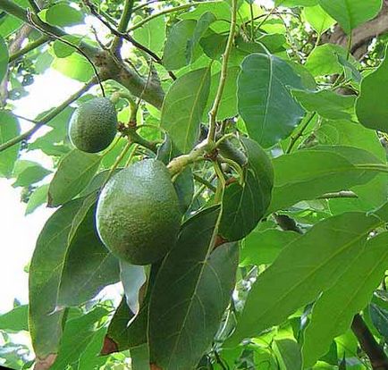 Корисні властивості авокадо унікальні