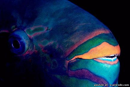 Папуга - риба з голлівудською посмішкою - 16 фото - картинки - фото світ природи