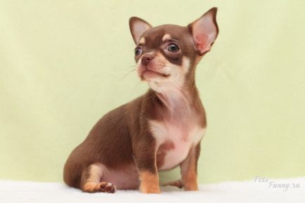 O rasa de descriere a cainilor chihuahua, mini chihuahua (8 poze)