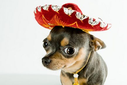 O rasa de descriere a cainilor chihuahua, mini chihuahua (8 poze)