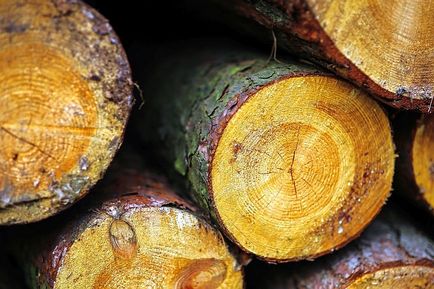 Specii de lemn - caracteristici și utilizare în construcții