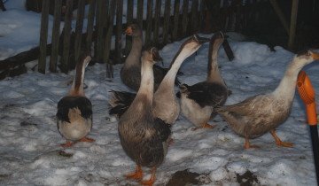Breed liba a legjövedelmezőbb üzlet - a jellemzőinek leírása (csak érték negatív) Breed liba a legjövedelmezőbb üzlet - a leírások, leírások