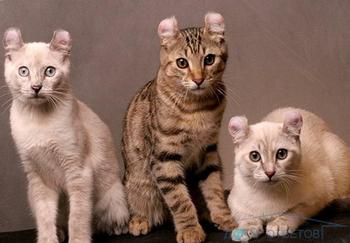 Rase de pisici cu cozuri indoite - raspunsuri si sfaturi cu privire la intrebarile dumneavoastra