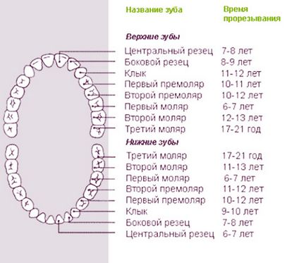 Ordinul de dentiție la copii