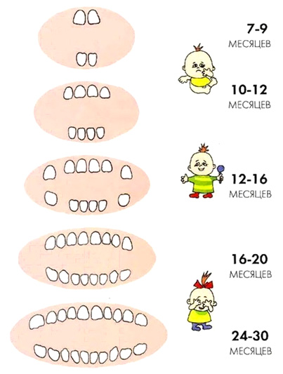 Ordinul de dentiție la copii