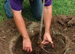 Plantarea pomilor fructiferi în toamnă