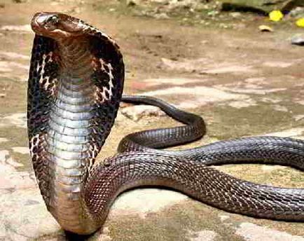 Наснилася кобра нюанси тлумачення за різними сонникам