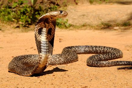 Наснилася кобра нюанси тлумачення за різними сонникам