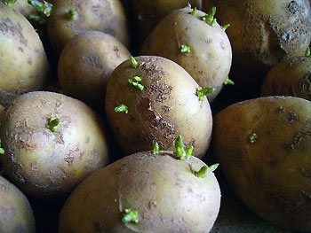 пророщування картоплі